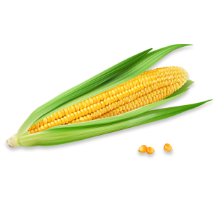 Corn on the Cob